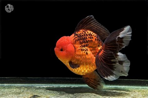 How to stream the oscars live in canada. Pin by fattah nikoomaram on gold fish | Oranda goldfish ...