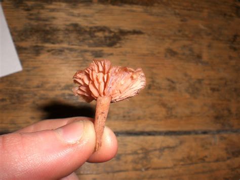 Are Any Of These Dried Mushrooms Magic Mushrooms Mushroom Hunting