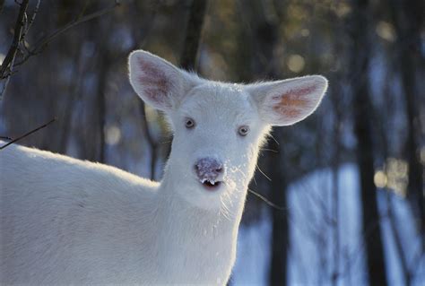 Albino White Tailed Deer Fawn By Thomas And Pat Leeson