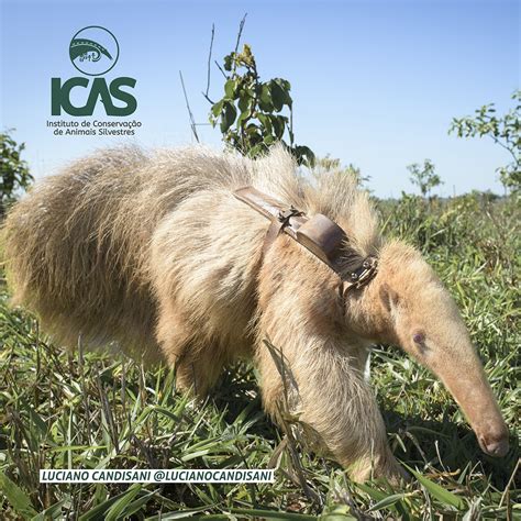 Icas Conducts An Unprecedented Study Onitoring An Albino Giant Anteater