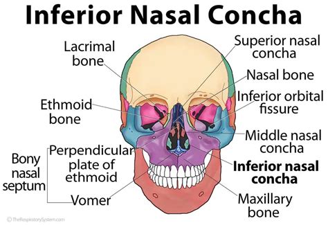Inferior Nasal Concha