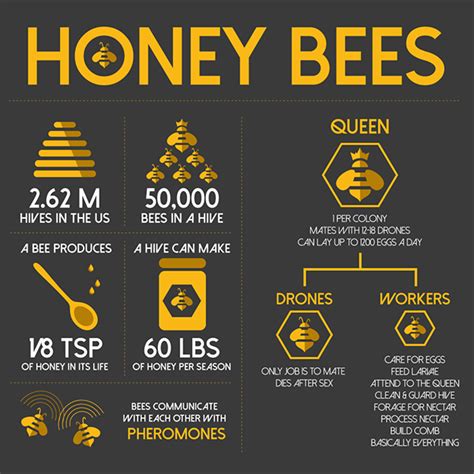 Bee Infographic On Behance Honey Bee Facts Bee Activities Bee Colony Honey Packaging