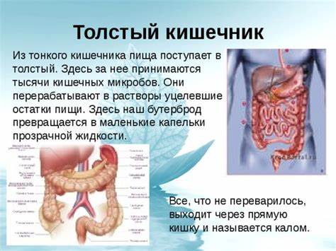 Презентация "Органы пищеварения" Картинка - Презентация "Органы пищеварения"