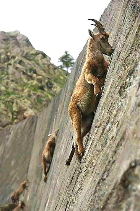 From this angle, mountain goats are even more unbelievable : Goatparkour