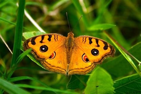 Light brown with two orange bars on the front wings and four eyespots on each side. Myths, Symbolism and Meaning of Orange Butterflies