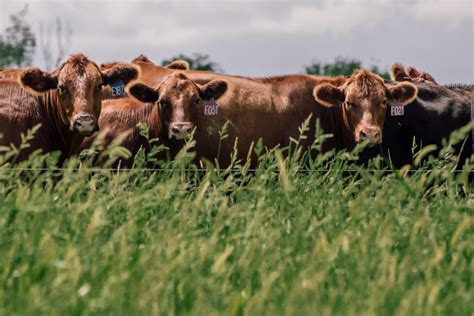 Regenerative Grazing Fundamentals For Farmers The Land Connection