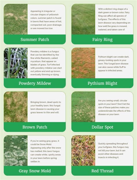 Lawn Disease Identification Chart How To Identify Diseases In Your Grass