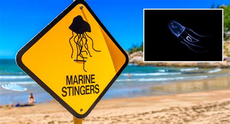 Four Suspected Irukandji Jellyfish Stings At Kgari Spark Theories Over