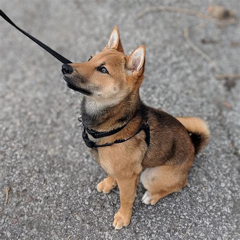 I got my first shibu inu about 3 weeks ago and i've been struggling with her a little bit. 8 month, 19 pounds shiba inu. What do you think he's mixed ...