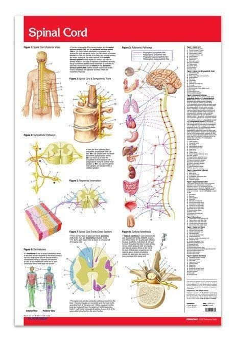 Spinal Cord Chart Medical Anatomy Poster 24 X 36 Laminated Quick