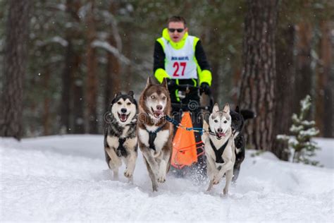 Reshetiha Russia 02022019 Sled Dog Racing Husky Sled Dogs Team