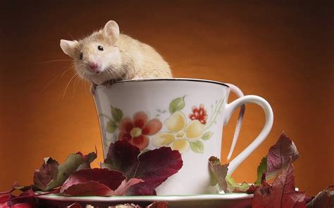 1920x1200 Background High Resolution Mouse Cute Animal Pictures