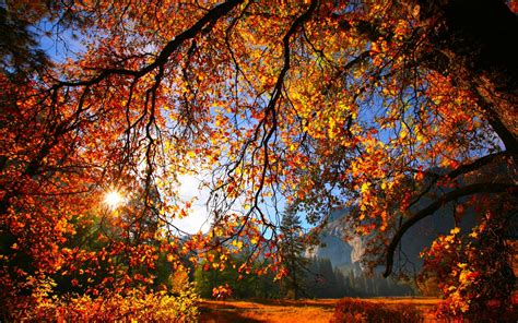 Autumn Fall Season Nature Landscape Leaf Leaves Color Seasons Tree Forest Wallpapers