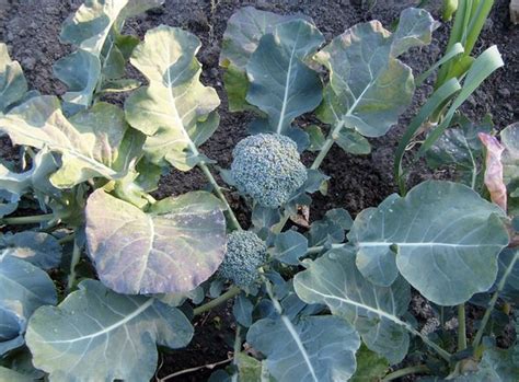 24 Engaging Broccoli Growing Inspiratif Design
