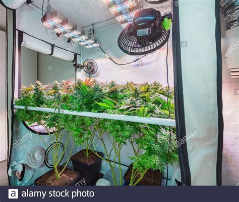 Cannabis Growing Indoors Stock Photo Alamy