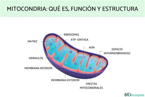 Mitocondria Qué Es Función Y Estructura Resumen