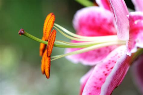 Close Up Photography Of Pink Lily Flower Hd Wallpaper Wallpaper Flare