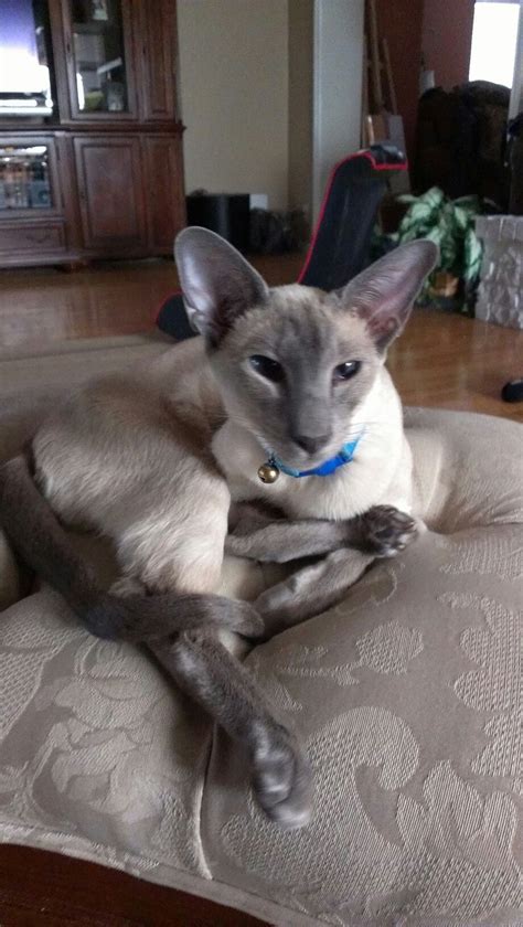 Blue Point Siamese A Real Beauty Catpsychology Siamese Cats Blue
