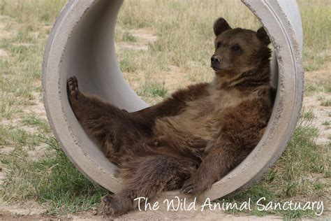 The Wild Animal Sanctuary Nonprofit In Keenesburg Co Volunteer Read