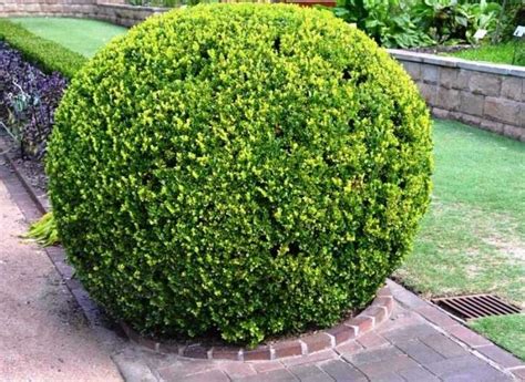 Buy japanese plant pot and get the best deals at the lowest prices on ebay! Japanese Boxwood Buxus micropylla Hardy Healthy Evergreen ...