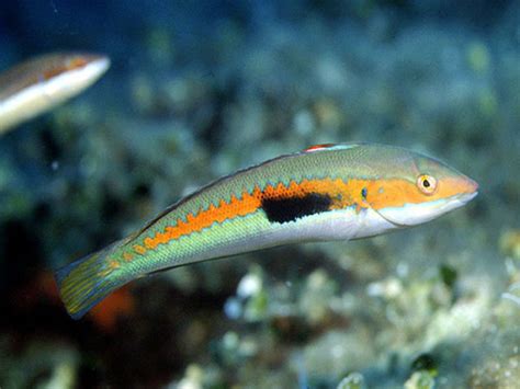 Ricevi risposte dal personale della struttura pescheria sapori di mare e dai visitatori precedenti. Pesci ossei in un posidonieto | Pesci ossei posidonieto