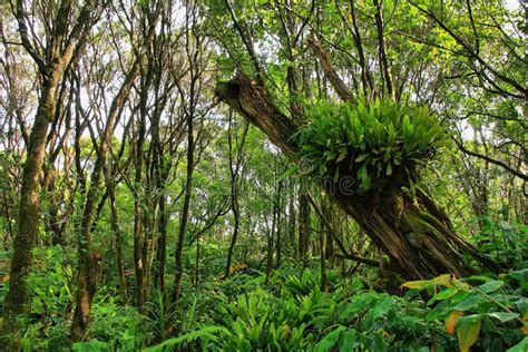 Lush Tropical Vegetation In Pihea Trail Stock Photo Image Of Parkland