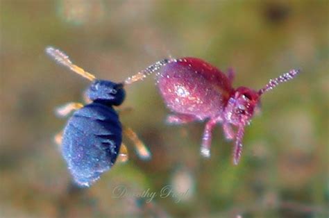 This video will show you how to get control of springtails in your home and yard! Springtails