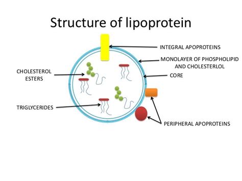 Lipoprotein Metabolism Shariq