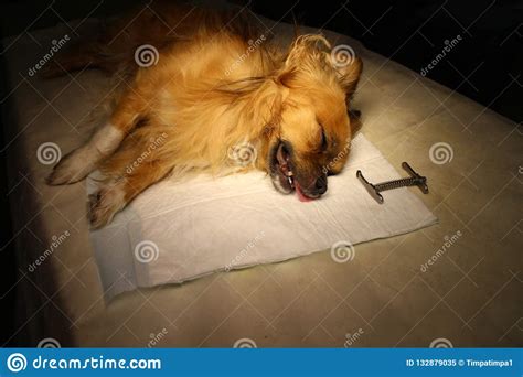 Chihuahua In Anesthesia With Dental Mouth Gag Stock Image Image Of Domestic Theatre 132879035