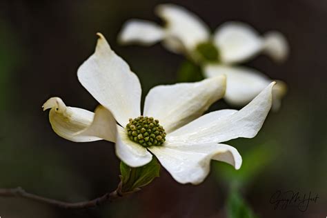 Dogwood Blooms Yosemite Eloquent Images By Gary Hart