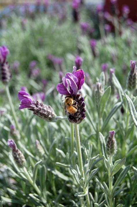 Sharperimage.com has been visited by 10k+ users in the past month Lavandula stoechas | Spanish Lavender | Shades of Green Inc.