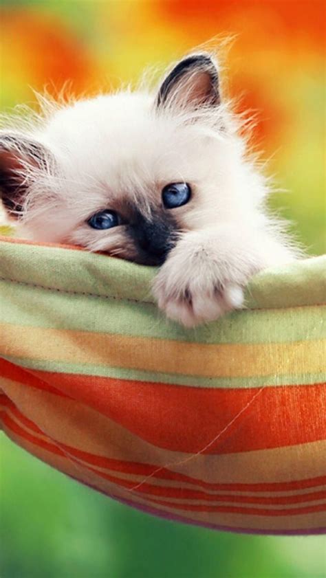 Emergency Kittens On With Images Kittens Cutest Beautiful Cats