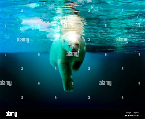 South Pole Polar Bear High Resolution Stock Photography And Images Alamy