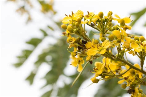 Árbol Del Mes Senna Spectabilis Carnaval Revista Tigris La