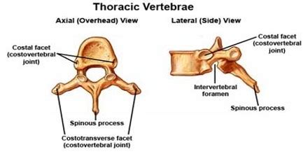 Truncal vertebrae (divided into thoracic and lumbar vertebrae in mammals) lie caudal (toward the tail) of cervical vertebrae. Thoracic Vertebrae - Assignment Point