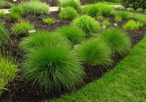 Lawn And Garden Ornamental Grass Can Add A Unique Look To Landscaping