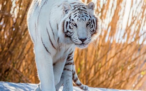 Blue Eyed Tiger Predator Snow Tiger Resting White Artwork Hd
