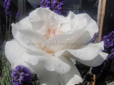 Buy Margaret Merril ® Floribunda Rose Agel Rosen