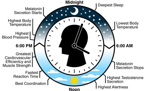 Sam Talks About Body Clock Circadian Rhythm Clock