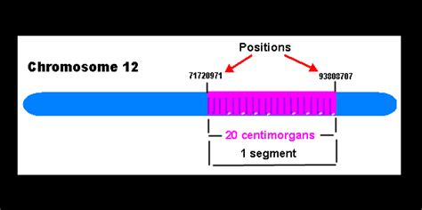 Ancestry Centimorgans And Segments And Longest Segments Data Mining Dna