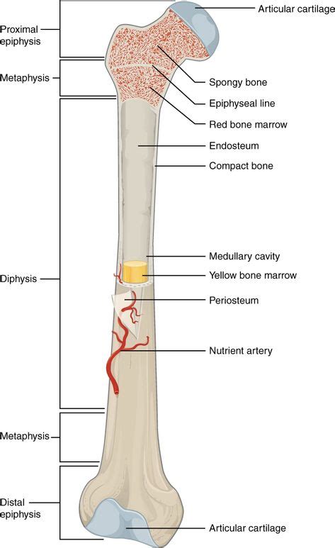 Bone Structure Diaphysis Bone Structure Anatomy Bones Physiology