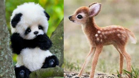 The Cutest Baby Animals You Ever Seen Cutest Reaktion Ever Try Not