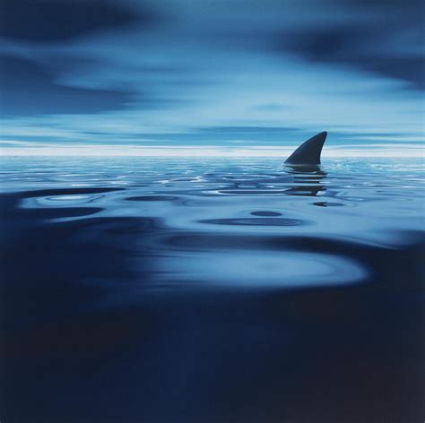 Sharks Fin In Sea By Ian Mckinnell