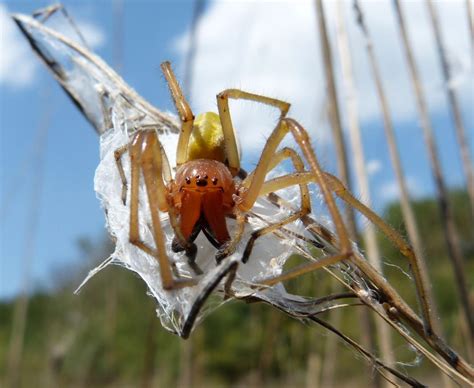 Wikipedia® is een geregistreerd handelsmerk van de wikimedia. Dornfingerspinne in Deutschland - so giftig ist ihr Biss