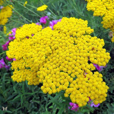 12 Low Maintenance Perennial Plants