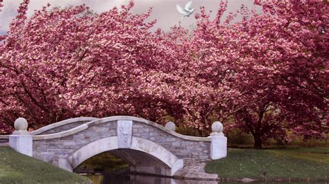 33 Cherry Blossom Japan Wallpaper 4k Phone Pictures Milenial