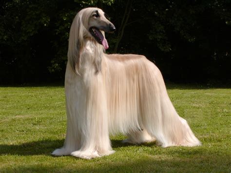 Afghan Hound Breed Guide Learn About The Afghan Hound