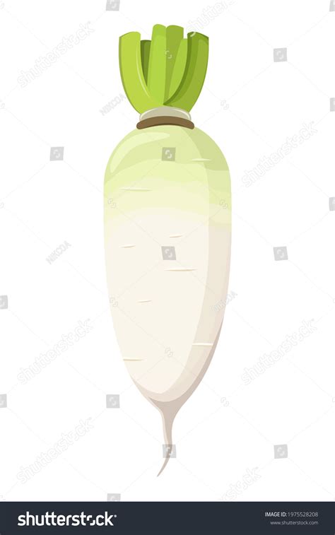 White Daikon Radish With Green Leaf Isolated On Royalty Free Stock