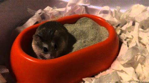 Samantina Dwarf Hamster Sand Bath Cute Youtube
