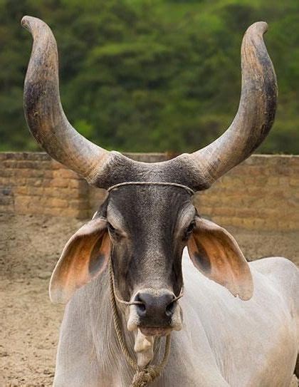 Ankole Watusi Cattle Animals With Horns Interesting Animals Pet Birds